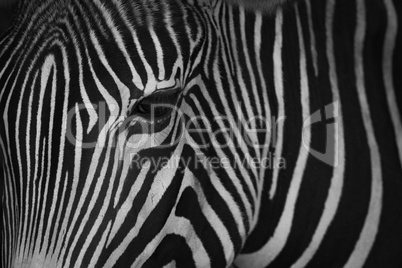 Mono close-up of head of Grevy zebra