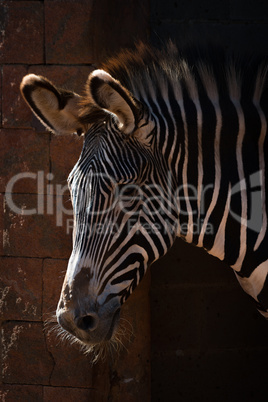 Close-up of Grevy zebra head in sunlight