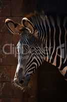 Close-up of Grevy zebra head in sunlight