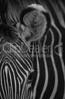 Mono close-up of ear of Grevy zebra