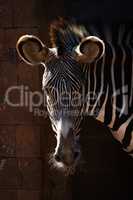 Close-up of Grevy zebra head in sunshine