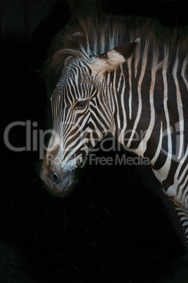 Close-up of Grevy zebra with messy mane