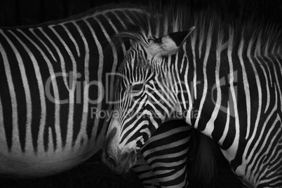 Mono close-up of Grevy zebra foal head