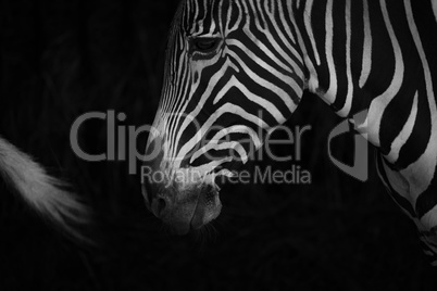 Mono close-up of Grevy zebra behind tail