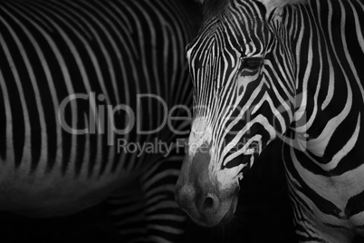 Mono close-up of Grevy zebra beside another
