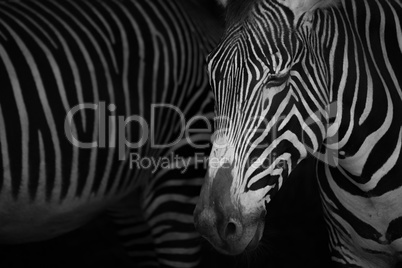 Mono close-up of Grevy zebra closing eyes