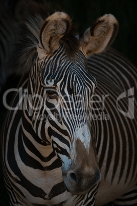 Close-up of Grevy zebra head looking out