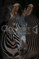 Close-up of Grevy zebra head looking out