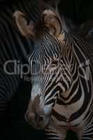 Close-up of Grevy zebra head looking down
