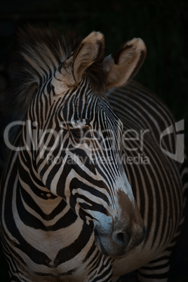 Close-up of Grevy zebra with turned head