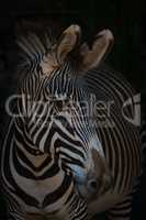 Close-up of Grevy zebra with turned head