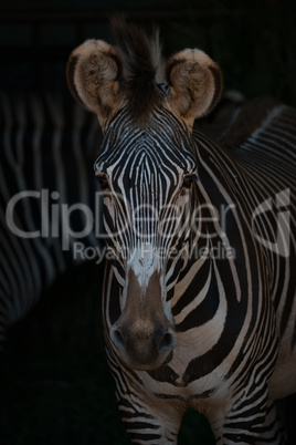 Close-up of Grevy zebra head and shoulders