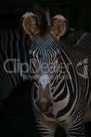 Close-up of Grevy zebra head and shoulders