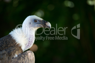 Close-up of European griffon vulture in trees