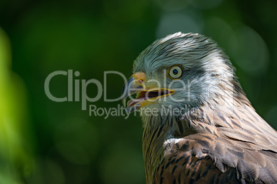 Close-up of red kite with open beak