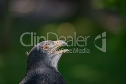 Close-up of black-chested buzzard-eagle looking up high