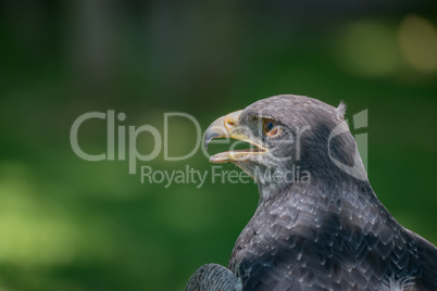Close-up of black-chested buzzard-eagle with beak open