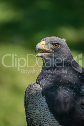 Close-up of black-chested buzzard-eagle half in sunlight