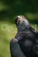 Close-up of black-chested buzzard-eagle with twisted neck