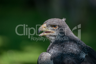 Close-up of black-chested buzzard-eagle half in sun