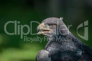 Close-up of black-chested buzzard-eagle half in sun