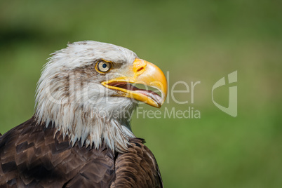 Close-up of bald eagle with open beak