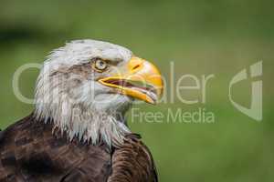 Close-up of bald eagle with open beak