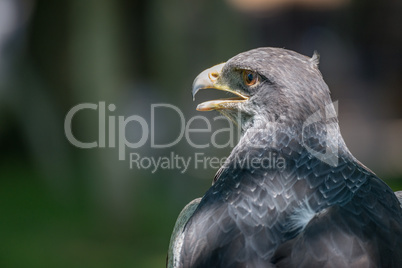 Close-up of black-chested buzzard-eagle with open beak