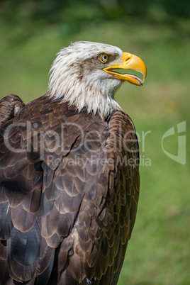 Close-up of bald eagle with beak open