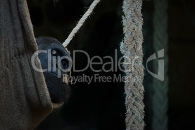 Gorilla looks at camera from rope hammock