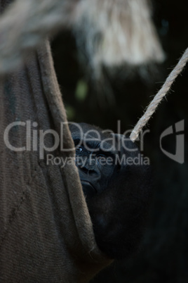 Gorilla in shady rope hammock scratches head