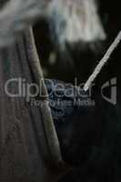 Gorilla in shady rope hammock scratches head