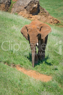 Elephant covered in red dust passes rocks