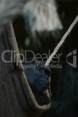 Gorilla looks out of shady cloth hammock