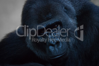 Close-up of gorilla looking straight at camera