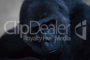 Close-up of gorilla looking straight at camera
