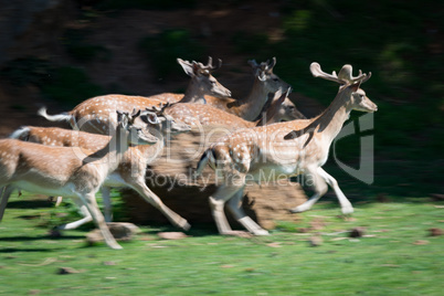 Slow pan of deer rushing past rock