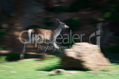 Slow pan of deer running past rock