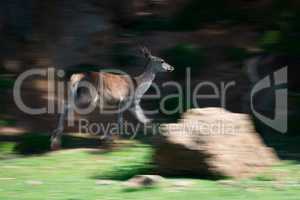 Slow pan of deer running past rock