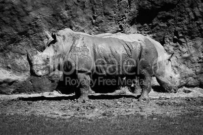 Mono close-up of two white rhinoceros eating