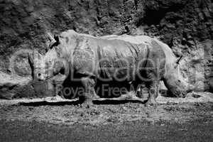 Mono close-up of two white rhinoceros eating