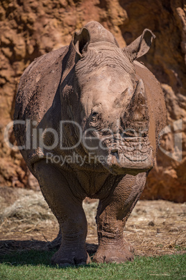 White rhinoceros standing by cliff on grass