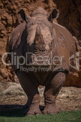 White rhinoceros stands looking straight at camera