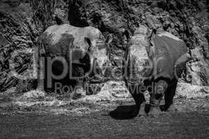 Mono pair of white rhinoceros beneath cliff
