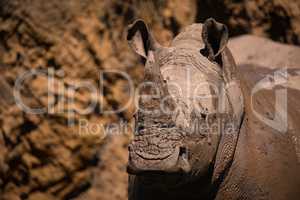 Close-up of muddy white rhinoceros by cliff