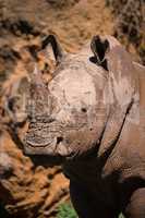 Close-up of muddy white rhinoceros near cliff
