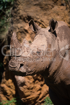 Close-up of muddy white rhinoceros beneath cliff
