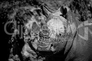 Mono close-up of muddy white rhinoceros staring