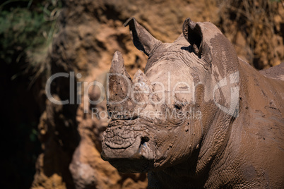 Close-up of muddy white rhinoceros staring out