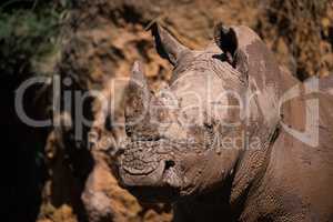 Close-up of muddy white rhinoceros staring out